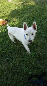 1.5.1.1.1 teacup puppies for sale up to $100, $200, $300, $400, $500 adoption fee. Cleveland Westie Rescue Home Facebook