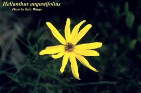Image result for Helianthus angustifolius