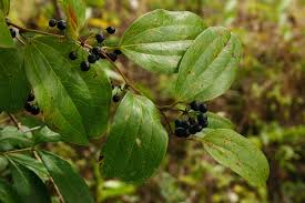 Image result for Smilax anceps