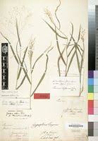 Image result for Isachne mauritiana