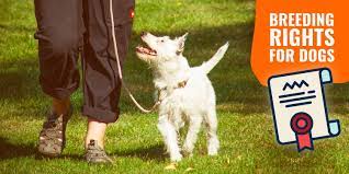 Breeding Rights For Dogs Definition Paperwork Warning