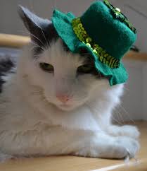 Image result for cat celebrating st. patricks day