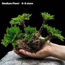 Image result for Selaginella tenerrima