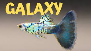 Galaxy Blue Tail Guppies Youtube
