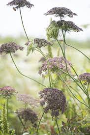 Pin On Wild Flowers