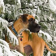 Due to the ongoing covid 19 pandemic, we are now carrying out home checks via skype / video call. Great Dane Pdsa