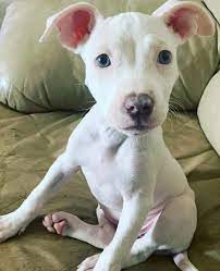 Contrary to an albino dog, a white pitbull has a more noticeable skin pigmentation and colored eyes. The Truth About The White Pitbull An In Depth Guide