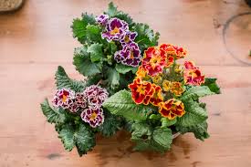 The primrose is part of the primula family and this includes about 400 to 500 species, so this is a large group. Primrose Plant Care Growing Guide