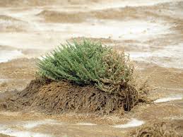 Image result for Cressa cretica