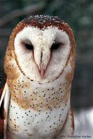 I'm gonna start helping out at people's barns and i'm making flyers. Barn Owls A Rose By Any Other Name Pennsylvania Ebird