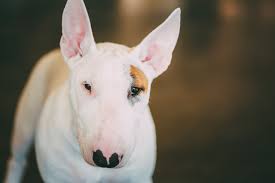 32 Dogs With Pointy Ears Dog Breeds With Bat Ears