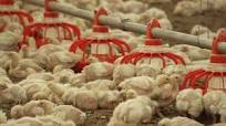 Outstanding Designed Automatic Structure Steel Poultry House Floor Breeding  Chicken Prefabricated Farm Building