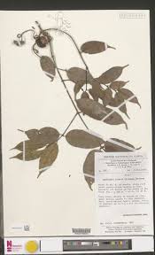 Image result for Landolphia incerta