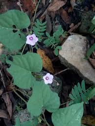 Image result for Triumfetta trifida