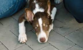 Although we are a full care facility, our main goal is to keep your pet healthy with preventative examinations and affordable vaccinations, spay and neutering, and dental care. Welcome To Park Animal Hospital Your Simi Valley Veterinarians