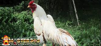 Ayam Bangkok Putih Kinantan Yang Terkenal Akan Mitos Tarungnya Ayam Bangkok