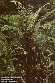Image result for Aspleniaceae