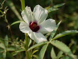 Image result for Hibiscus cannabinus