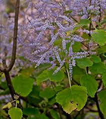 Image result for Tetradenia