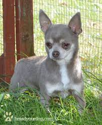 Types Of Chihuahua Breeds Kc Chihuahua Smoothcoat Lilac At Stud Cuddly Animals Cute Chihuahua Chihuahua Love