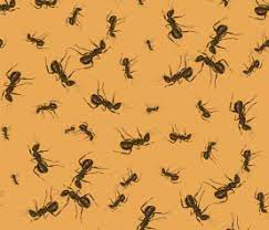 Addison pest control is the carpet beetle specialist. 7 Tips On Carpet Beetle Removal The Bug Man