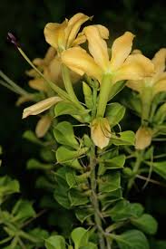 Image result for Barleria crossandriformis