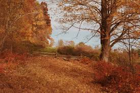 Image result for Autumn Rose 1958 Kelvinator