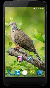 Use them as wallpapers for your mobile or desktop screens. Tekukur Biasa Wallpaper For Android Apk Download