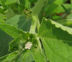 Image result for Blainvillea gayana