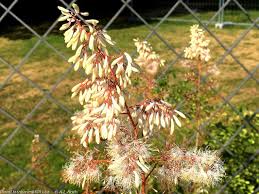 Image result for Macleaya cordata