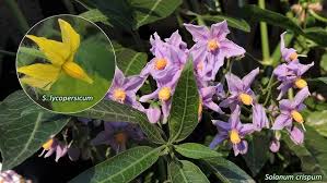 Image result for Solanaceae