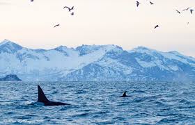 Egal ob in freier wildbahn oder in. Schwimmen Mit Wilden Orcas Der Schonste Moment Meines Lebens