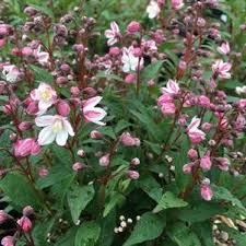 Image result for Indigofera hoffmanniana