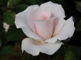 Turned a whiter shade of pale. A Whiter Shade Of Pale Edelrose Rosarium Lottum