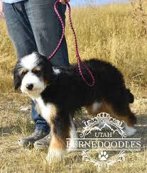 How much does a bernedoodle cost? What Is The Size Of Mini Bernedoodles