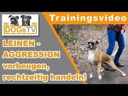 Leinenaggressionen Vorbeugen Ausloser Erkennen Rechtzeitig Handeln Hundebegegnungen Ohne Stress Youtube Hund Unterwegs Hundeerziehung Hund Gesucht