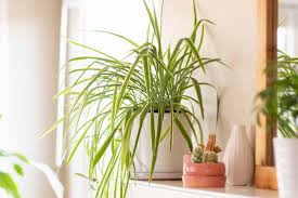 There you go, these low light indoor plants will bring a bit of the outdoors inside your home without putting your cat's health at risk. Houseplants Safe For Cats And Dogs