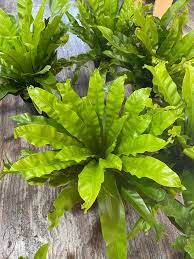Image result for Asplenium uschiae
