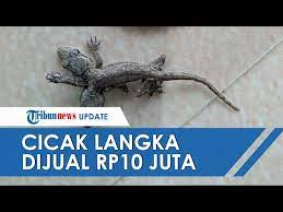 Cicak Berkepala Dua Dan Berkaki Lima Ditemukan Warga Di Ponorogo Berniat Dijual Seharga Rp10 Juta Youtube
