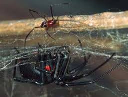 Black widow females put pheromones on their silk, which is attractive to males. Zoologger Well Fed Black Widows Promise Safe Sex New Scientist