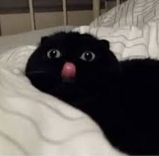 Pin On Cats