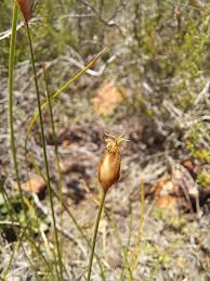 Image result for Abildgaardia ovata