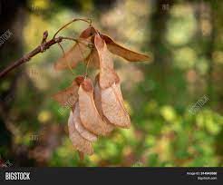 Male and female flower clusters appear on the same tree. Winged Nut Fruit Image Photo Free Trial Bigstock
