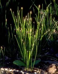 Image result for Eleocharis limosa
