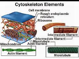 Centriole Cytoskeleton And Vacuole Simplebiology Cell Biology Teaching Biology Medical Knowledge