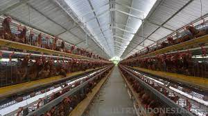 Asal mula ayam unggas adalah berasal dari ayam hutan dan itik liar yang ditangkap dan dipelihara serta. Perbandingan Berbagai Jenis Ayam Petelur Cokelat Hasil Rst 2018 Poultry Indonesia
