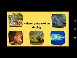 Kucing yang sedang makan daging. Prasekolah Sains Awal Makanan Utama Haiwan Youtube