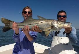 Snook fishing laws in florida. Tampa Snook Fishing Captain Matt Fishing Charters