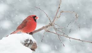 Red Cardinal Biblical Meaning What Does Red Cardinal Mean In The Bible In 2020 Red Cardinal Biblical Bible