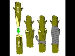 Basal part of the graft (understock or rootstock) interstock: 26 Grafting Ideas Grafting Grafting Fruit Trees Fruit Trees